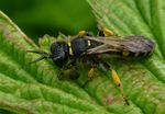 Crabro cribrarius